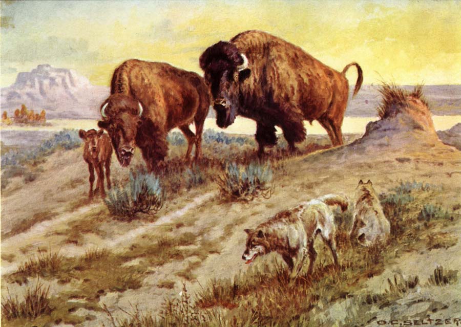 unknow artist Buffalo Family